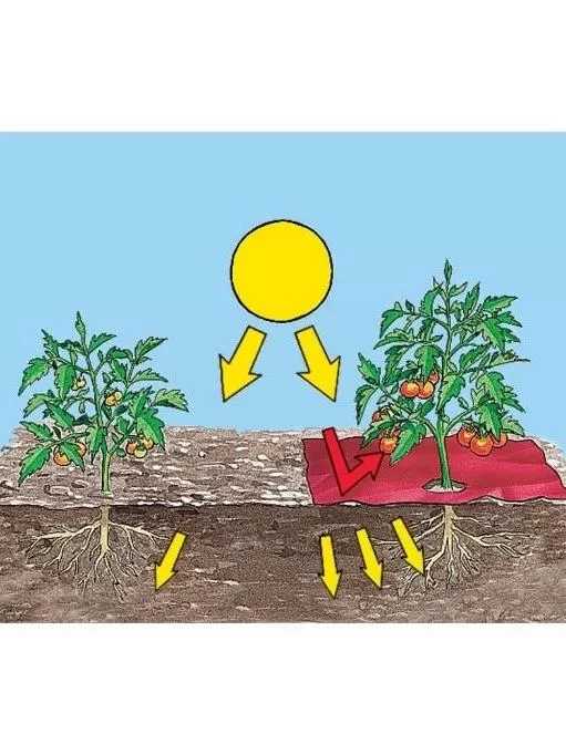 Red Tomato Mulch 2 Red Tomato Mulch - Image 2