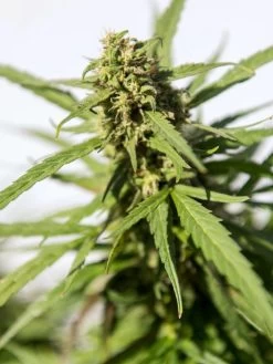 Hemp Success Kit -Green Haven Shop Hemp 0065 tif