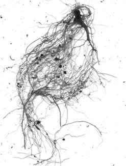 GrowLab® Compact Tabletop Light Garden With Classroom Guide -Green Haven Shop gstrootscan 01