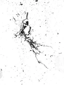 GrowLab® Compact Tabletop Light Garden With Classroom Guide -Green Haven Shop gstrootscan 02